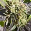 Dance World Feminized Cannabis Seeds | Dance World Strain | The Seed Fair