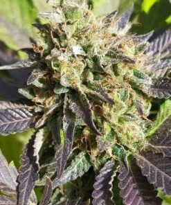 Dance World Feminized Cannabis Seeds | Dance World Strain | The Seed Fair