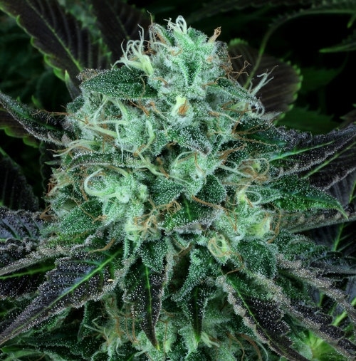 Dark Star Kush Feminized Cannabis Seeds | Dark Star Strain | The Seed Fair