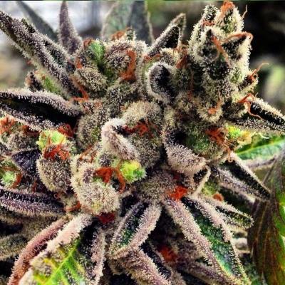 Darth Vader OG Autoflowering Feminized Marijuana Seeds | Darth Vader | The Seed Fair