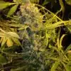 DawgStar Kush Feminized Cannabis Seeds | DawgStar Kush | The Seed Fair