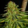 Deadwood Autoflowering Feminized Marijuana Seeds | Deadwood Strain | The Seed Fair