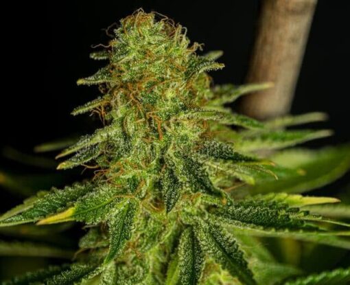 Deadwood Autoflowering Feminized Marijuana Seeds | Deadwood Strain | The Seed Fair
