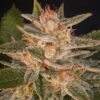 Delicious Candy Early Version Feminized Cannabis Seeds | The Seed Fair