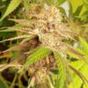 Delicious Cookies Feminized Cannabis Seeds | Delicious Cookies | The Seed Fair