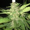 Desfrán Feminized Cannabis Seeds | Desfran Feminized Strain | The Seed Fair