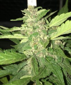 Desfrán Feminized Cannabis Seeds | Desfran Feminized Strain | The Seed Fair