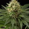 Dinachem Feminized Cannabis Seeds | Dinachem Strain | The Seed Fair