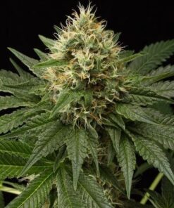 Dinachem Feminized Cannabis Seeds | Dinachem Strain | The Seed Fair