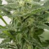 Dinamex Feminized Cannabis Seeds | Dinamex Feminized Strain | The Seed Fair