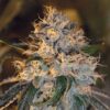Dizzy OG Autoflowering Feminized Marijuana Seeds | Dizzy OG Strain | The Seed Fair
