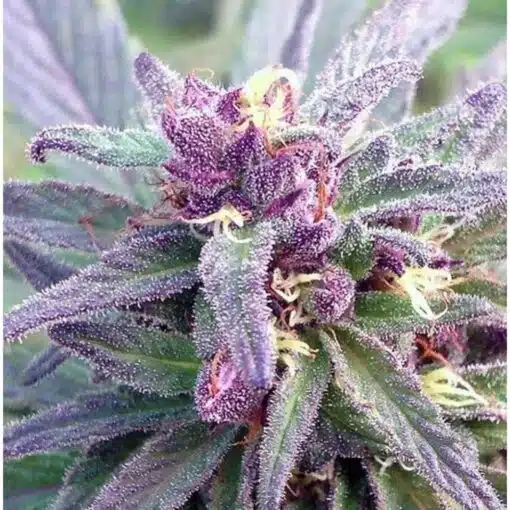 DJ Short Blueberry Autoflowering Feminized Marijuana Seeds | The Seed Fair