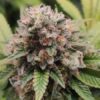 Do-Sweet-Dos Feminized Cannabis Seeds | Do- Sweet-Dos Strain | The Seed Fair