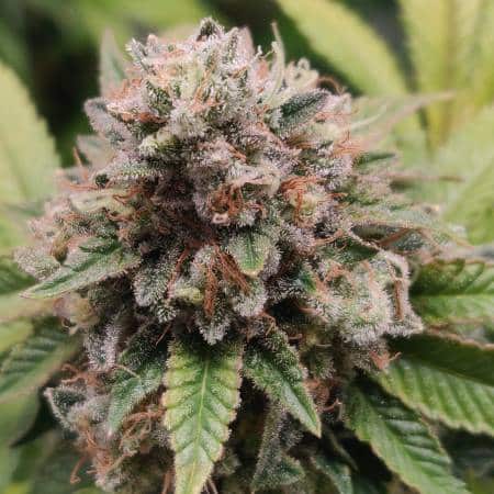 Do-Sweet-Dos Feminized Cannabis Seeds | Do- Sweet-Dos Strain | The Seed Fair