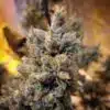 Dogwalker OG AutoFlowering Marijuana Seeds | Dogwalker OG Strain | The Seed Fair | The Seed Fair Dogwalker OG AutoFlowering Marijuana Seeds | Dogwalker OG Strain | The Seed Fair