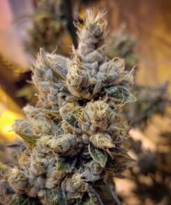 Dogwalker OG AutoFlowering Marijuana Seeds | Dogwalker OG Strain | The Seed Fair