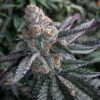 Dosi Cookies Feminized Cannabis Seeds | Dosi Cookies Strain | The Seed Fair