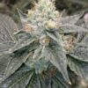 Double Dutch Feminized Cannabis Seeds | Double Dutch Strain | The Seed Fair