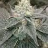 Double Dutch Feminized Cannabis Seeds | Double Dutch Strain | The Seed Fair