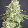 Double White Feminized Cannabis Seeds | Double White Strain | The Seed Fair