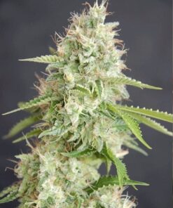 Double White Feminized Cannabis Seeds | Double White Strain | The Seed Fair