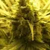 Durga Mata II CBD Feminized Cannabis Seeds | Durga Mata Strain | The Seed Fair | The Seed Fair Durga Mata II CBD Feminized Cannabis Seeds | Durga Mata Strain | The Seed Fair