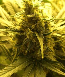 Durga Mata II CBD Feminized Cannabis Seeds | Durga Mata Strain | The Seed Fair