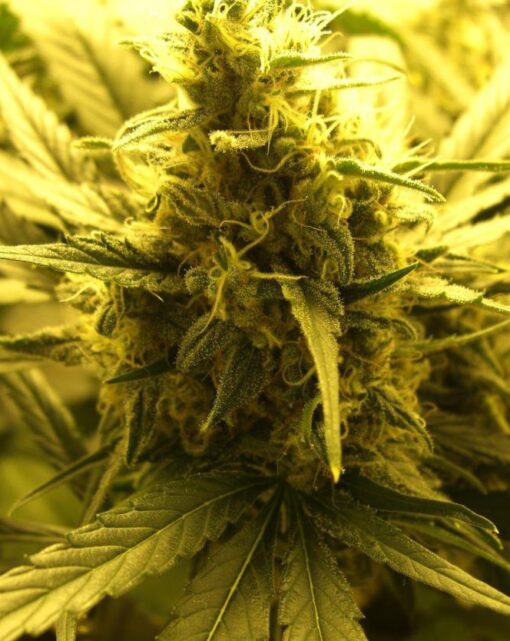 Durga Mata II CBD Feminized Cannabis Seeds | Durga Mata Strain | The Seed Fair
