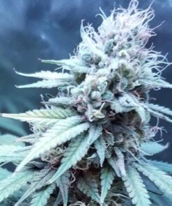 Edam Bomb Feminized Cannabis Seeds | Edam Bomb Strain | The Seed Fair