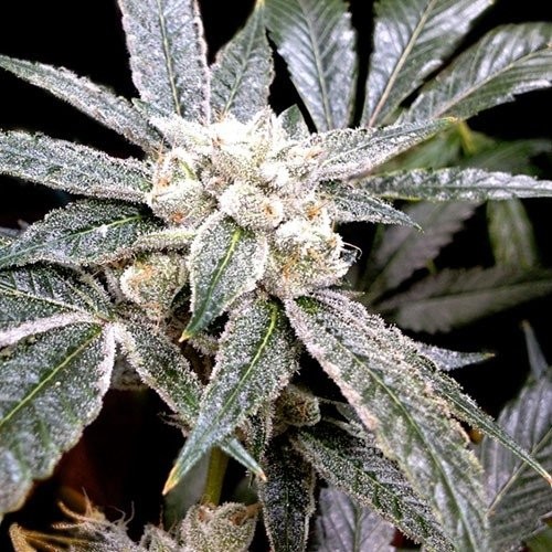 El Fuego Feminized Cannabis Seeds | EI Fuego Strain | The Seed Fair