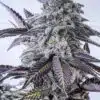 Eleven Roses Feminized Cannabis Seeds | Eleven Roses Strain | The Seed Fair