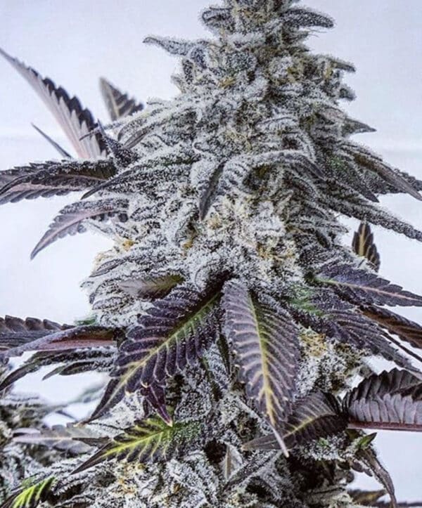 Eleven Roses Feminized Seeds | The Seed Fair