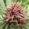 Erdpurt Feminized Cannabis Seeds | Erdpurt Feminized Strain | The Seed Fair
