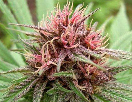 Erdpurt Feminized Cannabis Seeds | Erdpurt Feminized Strain | The Seed Fair