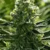 Euforia Feminized Cannabis Seeds | Euforia Feminized Strain | The Seed Fair