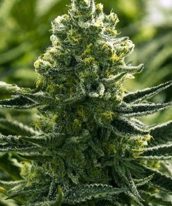 Euforia Autoflowering Marijuana Seeds | Euforia Autoflowering Strain | The Seed Fair