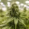 Euphoria Feminized Cannabis Seeds | Euphoria Feminized Strain | The Seed Fair