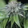 Ewe-2 Feminized Cannabis Seeds | Ewe-2 Feminized Strain | The Seed Fair