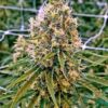 Exodus Kush Feminized Cannabis Seeds | Exodus Kush Strain | The Seed Fair