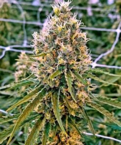 Exodus Kush Feminized Cannabis Seeds | Exodus Kush Strain | The Seed Fair