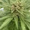 Fat Banana Feminized Cannabis Seeds | Fast Banana Strain | The Seed Fair