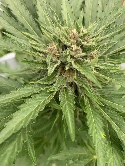 Fat Banana Feminized Cannabis Seeds | Fast Banana Strain | The Seed Fair