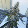 Faygo Red Pop Autoflowering Feminized Marijuana Seeds | Faygo Red | The Seed Fair