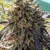 Florida Lemon Feminized Cannabis Seeds | Florida Lemon Strain | The Seed Fair