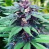 Forest Dream Feminized Cannabis Seeds | Forest Dream Strain | The Seed Fair