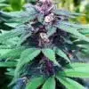 Forest Dream Feminized Cannabis Seeds | Forest Dream Strain | The Seed Fair