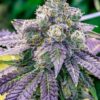 FPOG AutoFlowering Marijuana Seeds | FPOG Autoflowering Strain | The Seed Fair