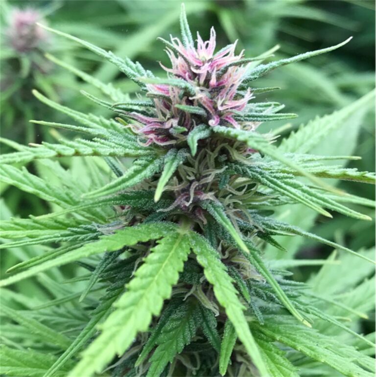 Frisian Dew Feminized Seeds The Seed Fair