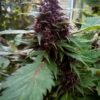 Frisian Duck Feminized Cannabis Seeds | Frisian Duck Strain | The Seed Fair