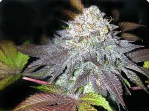 Fruit Cup Feminized Cannabis Seeds | Fruit Cup Strain | The Seed Fair